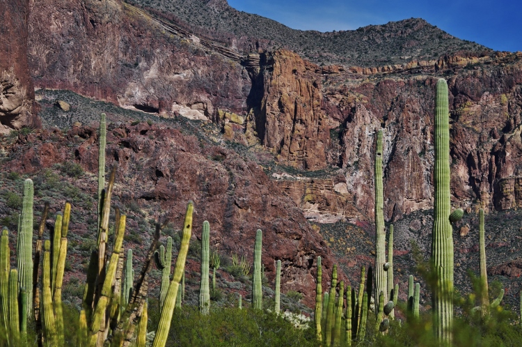organ pipe cactus
